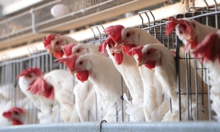 Secretario de Salud descarta muerte por gripe aviar en México y critica a la OMS