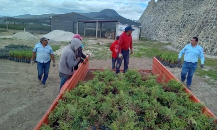 Granjas Carroll dona árboles en Perote, Tlachichuca y Tepeyahualco