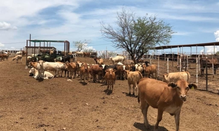 Ganaderos de Sonora pierden 83 mdd por cierre de frontera