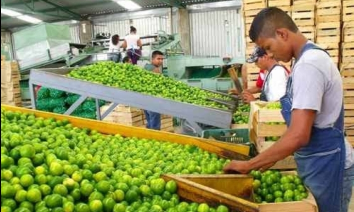 Cierran cinco empacadoras de limón en Tierra Caliente por inseguridad